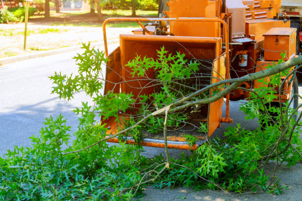 Best Pest Control for Lawns  in Eagle Pass, TX