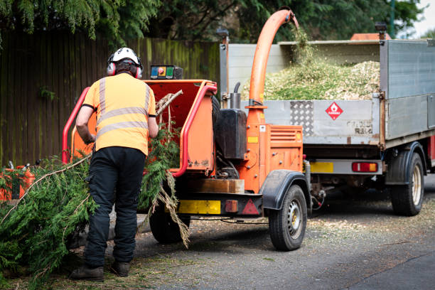 Best Organic Lawn Care Solutions  in Eagle Pass, TX