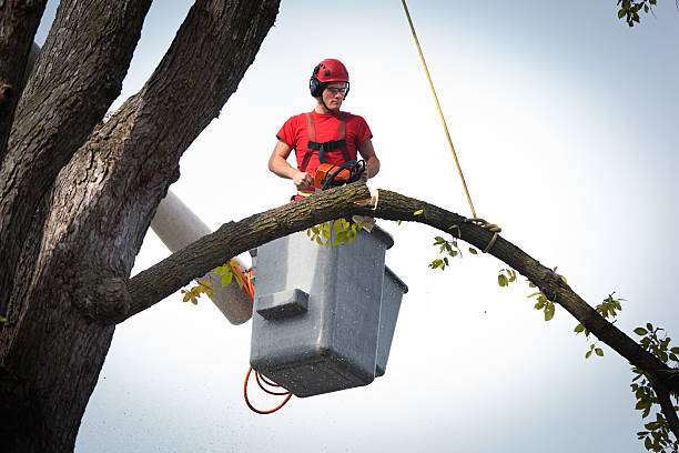 How Our Tree Care Process Works  in  Eagle Pass, TX